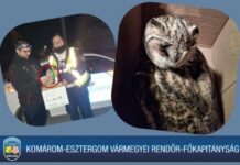 Nem hagyták ott a sérült baglyot