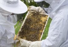 Méhbetegség miatt rendeltek el községi zárlatot Békéscsaba és Békés egy részén