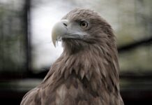 Kutyás járőrözések indultak a Rétközben a ragadozómadár-mérgezések visszaszorításáért
