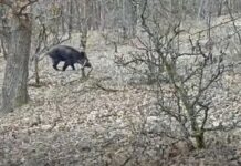Háromlábú vaddisznót láttak Nógrádban – VIDEÓ