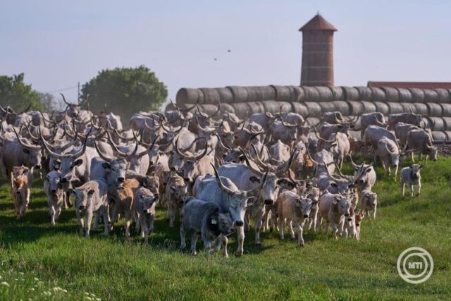 hortobágy