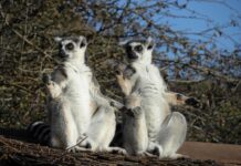 Gyűrűsfarkú maki ikrek születtek a nagykőrösi szafari parkban