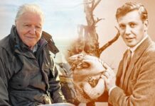 Darázsfajt neveztek el David Attenborough-ról 100. születésnapja alkalmából