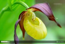 Virágzik Székelyföld csodálatos orchideája, a boldogasszony papucsa
